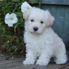 See more ideas about poodle dog, standard poodle, i love dogs. Westie Poodle Mix Dog Westiepoo The Poodle West Highland White Terrier Mix
