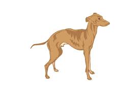 All the designs are included in one svg file. Greyhound Svg Cut File By Creative Fabrica Crafts Creative Fabrica