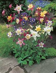 These flower are perfect for bedding planting to create colourful displays in your garden. Aquilegia Mckana Giant Aquilegia Seeds Flower Seeds By Mr Fothergills