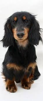In fact, it is one of three dachshund coat varieties, which can all be found in either the standard or miniature breed. Adorable Chocolate Dapple Long Haired Dachshund Puppy Chevy Sleeping Long Haired Dachshund Dachshund Puppies Dachshund Breed