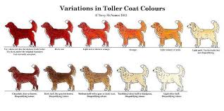 Toller Colors Toller Dog Cute Dogs Breeds Nova Scotia Duck Tolling Retriever