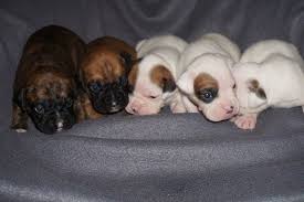 Taking deposits on puppies now!!! Boxer Puppies For Sale Denver Colorado