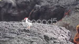 Maybe you would like to learn more about one of these? Yellow Billed Cardinal Hawaii Feeding O Stock Video Pond5