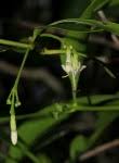 Image result for Coptosperma supra-axillare