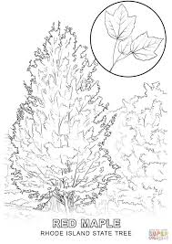 Rhode Island State Tree Coloring Page Free Printable Coloring Pages Tree Coloring Page Flower Coloring Pages Football Coloring Pages