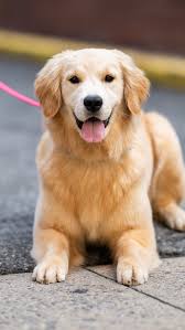 The Dogist (@thedogist) • Instagram photos and videos