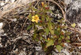Image result for Alectra sessiliflora