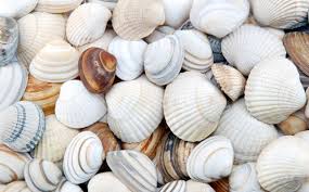 What are the different shells? Top 5 Applications Of Seashells Morgan Agro