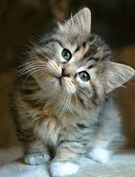 Pin De Hikmet Korkmaz En Yagli Boya Gatos Bonitos Animales Adorables Gatos