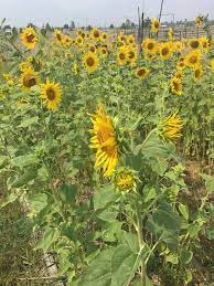 How To Grow Black Oil Sunflower Seeds For Your Chickens And Other Livestock Kaits Garden Black Oil Sunflower Seeds Growing Sunflowers Sunflower Seeds