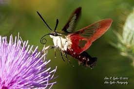 Pin On Insect Images And Illustrations