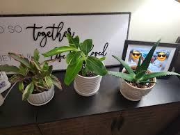 Image result for Aloe rulkensii