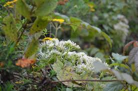 Image result for Artabotrys stolzii