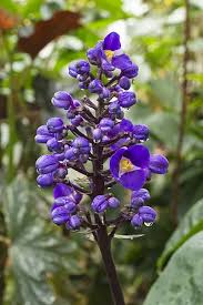Image result for Vitex thyrsiflora