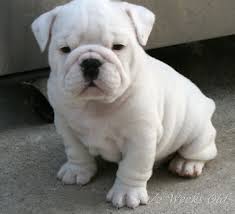 Yavru Ingiliz Bulldog Kopegi English Bulldog Puppies Bulldog Puppies Bulldog