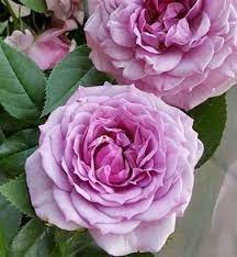Zdjecie Lavender Flower Circus Lavender Flowers Flowers Rose
