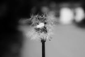 Blown Away Flower Photography Pretty Picture Dandelion Flowers Dandelion Artsy