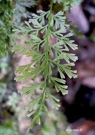 Image result for Polyphlebium