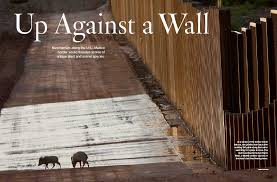 Download tigers playing animal wallpapers. Up Against A Wall