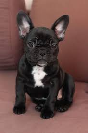 Cfbr has 501(c)3 class, donations are tax deductible. Baby French Bulldog Puppies Black Novocom Top