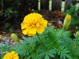 Nelle zone con inverni rigidi è bene porre a dimora la pianta in luogo riparato dal vento e dal freddo, oppure coltivarla. Nomi E Immagini Di 16 Fantastici Fiori Gialli Da Giardino E Balcone