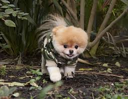 Boo Life Of The World S Cutest Dog World Cutest Dog Boo The Dog Boo The Cutest Dog
