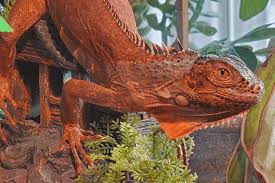 Iguanas are probably one of the most intelligent of all reptile pets. How Big Does A Red Iguana Get