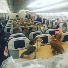 أمير سعودي قام بحجز تذكرة لكل صقر من صقوره الثمانين لإصطحابهم معه فى رحلته 80 تذكرة سفر ويحجز 80 مقعدا في الطائرة لكل صقر Fun Facts Wtf Fun Facts Funny Memes