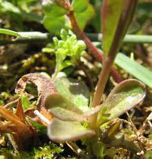 Image result for Polygala ohlendorfiana