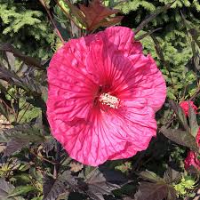 Rose of sharon (hibiscus syriacus) is one of my favorite late summer shrubs. Summerific Evening Rose Hibiscus Garden Crossings