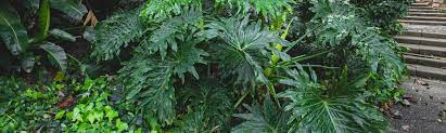 Finding full shade plants can be a bit of a the huge flower clusters bloom late spring into early autumn as either mophead (large round or conical the leather leaf viburnum pictured above gets pale yellow, showy blooms that are fragrant each may. Top 8 Shade Loving Plants For Your Garden Holman Industries