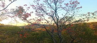 Image result for Brachystegia allenii × boehmii