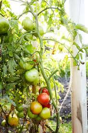 Maybe you would like to learn more about one of these? How To Successfully Plant And Grow Tomatoes Tomato Plant Care Vegetable Garden For Beginners How To Care For Tomato Plants