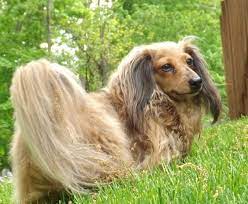 For more information and pictures please email or call us. Pets For Adoption At Dachshund Rescue Of Ohio In Lebanon Oh Petfinder