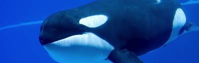 Killer Whale Evolution Killer Whale Facts And Information