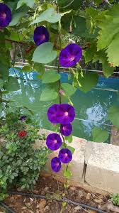 Meteor Garden As Vines Gardenvines In 2020 Morning Glory Flowers Planting Flowers Garden Vines