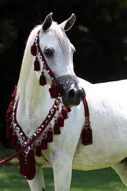 the arabian or arab horse الحصان العربي arabian horse horses beautiful arabian horses