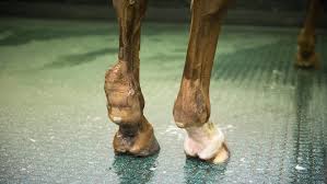 Instead of straight lines, their collagen becomes kinked. Tendon Injuries In Horses Facts That Might Surprise You Horse Hound