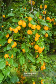 Browse our range of apple, pear, and cherry trees, plus unusual walnut and sloe options. Stock Photo Ripe Mirabelle Plums On Fruit Trees In Uk Garden Paul Maguire