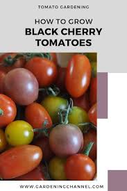 Gardeners using stakes usually snap off these side shoots. How To Grow The Flavorful Black Cherry Tomato