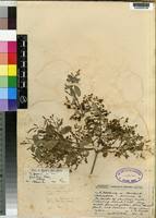 Image result for Salvadoraceae