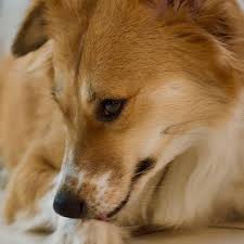 Check spelling or type a new query. People For Animals Bihar Home Facebook