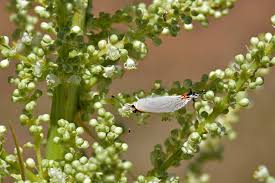 Image result for Grewia microcarpa