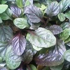 Il fiore si presenta isolato, apicale, possiede una paracorolla dal colore fiori gialli nomi: Fiore Con Fiori Gialli Brillanti Fiori Gialli Da Giardino I Nomi Dei Fiori Gialli