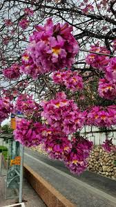 Image result for Tabebuia heterophylla