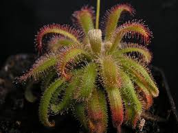 Image result for Drosera pilosa