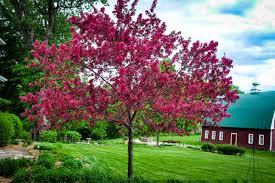 Flowering crabapple (malus 'autumn delight'). Buy Prairie Fire Crab Apple Trees Online The Tree Center