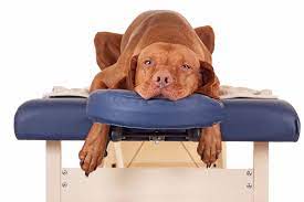 The Importance Of Massage For Older Dogs And Further Information