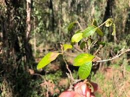 Image result for Cleistanthus