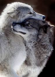 His Face Tho Wolf Love Animals Beautiful Animals Wild